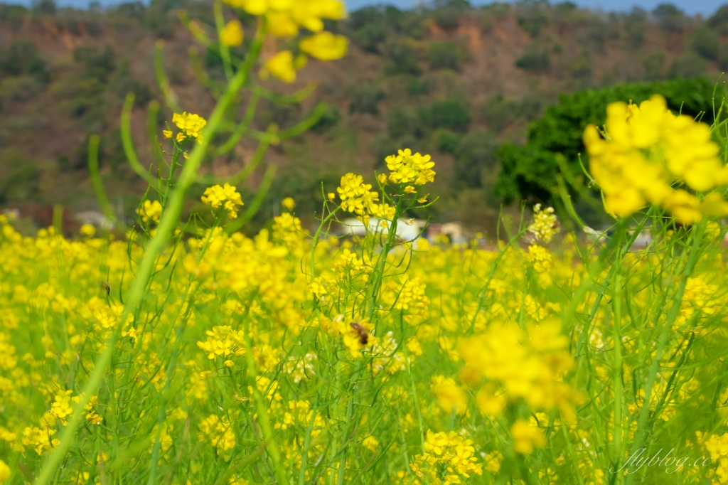 【台中外埔】 忘憂谷:外埔油菜花海現在正美,彎延田間小路成IG打卡熱門景點 @飛天璇的口袋 【台中外埔】 忘憂谷:外埔油菜花海現在正美,彎延田間小路成IG打卡熱門景點 @飛天璇的口袋