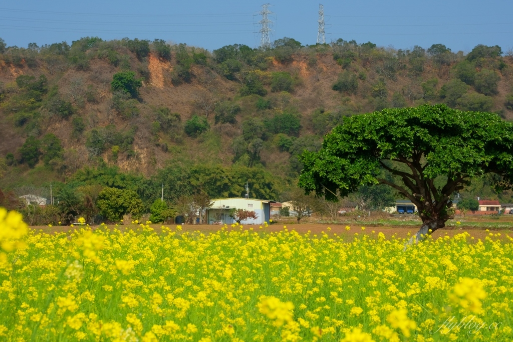 【台中外埔】 忘憂谷:外埔油菜花海現在正美,彎延田間小路成IG打卡熱門景點 @飛天璇的口袋 【台中外埔】 忘憂谷:外埔油菜花海現在正美,彎延田間小路成IG打卡熱門景點 @飛天璇的口袋