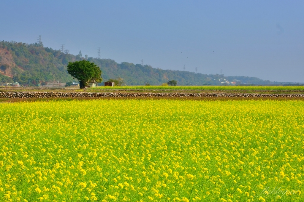【台中外埔】 忘憂谷：外埔油菜花海現在正美，彎延田間小路成IG打卡熱門景點 @飛天璇的口袋