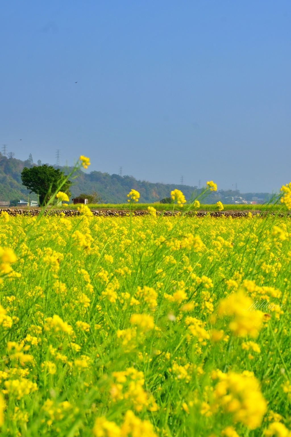 【台中外埔】 忘憂谷：外埔油菜花海現在正美，彎延田間小路成IG打卡熱門景點 @飛天璇的口袋