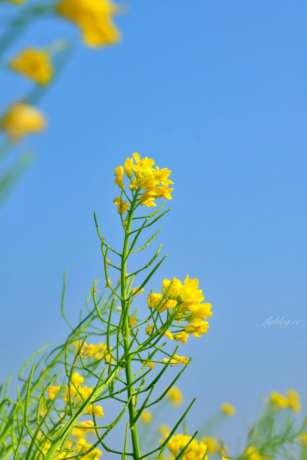 【台中外埔】 忘憂谷:外埔油菜花海現在正美,彎延田間小路成IG打卡熱門景點 @飛天璇的口袋 【台中外埔】 忘憂谷:外埔油菜花海現在正美,彎延田間小路成IG打卡熱門景點 @飛天璇的口袋