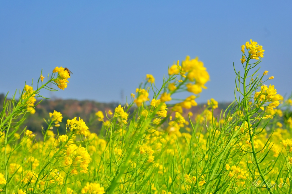 【台中外埔】 忘憂谷:外埔油菜花海現在正美,彎延田間小路成IG打卡熱門景點 @飛天璇的口袋 【台中外埔】 忘憂谷:外埔油菜花海現在正美,彎延田間小路成IG打卡熱門景點 @飛天璇的口袋
