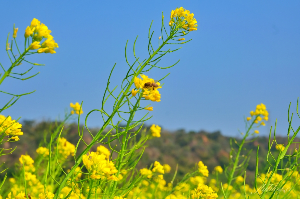 【台中外埔】 忘憂谷:外埔油菜花海現在正美,彎延田間小路成IG打卡熱門景點 @飛天璇的口袋 【台中外埔】 忘憂谷:外埔油菜花海現在正美,彎延田間小路成IG打卡熱門景點 @飛天璇的口袋