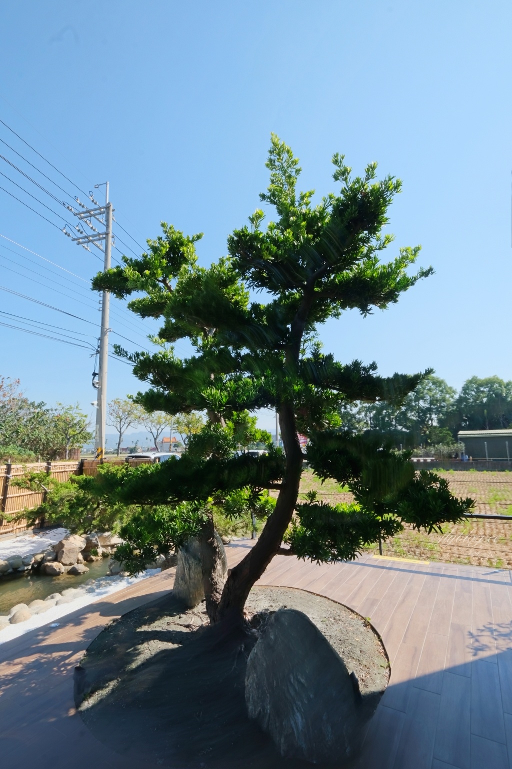 田中央豚將拉麵|位於彰化田中的鳥居拉麵,浪漫的落羽松水池造景 @飛天璇的口袋 田中央豚將拉麵|位於彰化田中的鳥居拉麵,浪漫的落羽松水池造景 @飛天璇的口袋