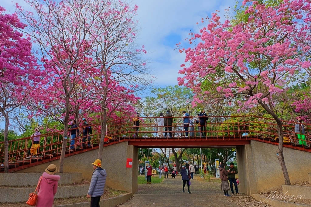 【台中北屯】三甲公園,紅花風鈴木浪漫盛開中,台中IG網美打卡爆紅景點,2021年最新花況 @飛天璇的口袋 【台中北屯】三甲公園,紅花風鈴木浪漫盛開中,台中IG網美打卡爆紅景點,2021年最新花況 @飛天璇的口袋