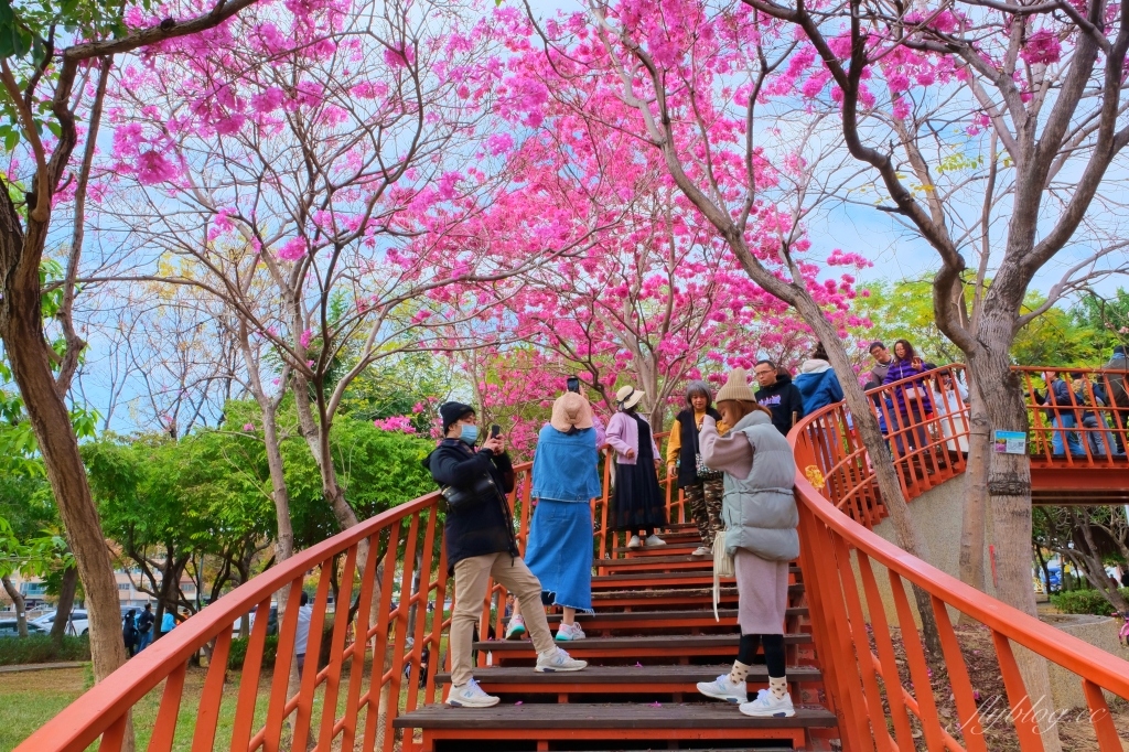 【台中北屯】三甲公園,紅花風鈴木浪漫盛開中,台中IG網美打卡爆紅景點,2021年最新花況 @飛天璇的口袋 【台中北屯】三甲公園,紅花風鈴木浪漫盛開中,台中IG網美打卡爆紅景點,2021年最新花況 @飛天璇的口袋
