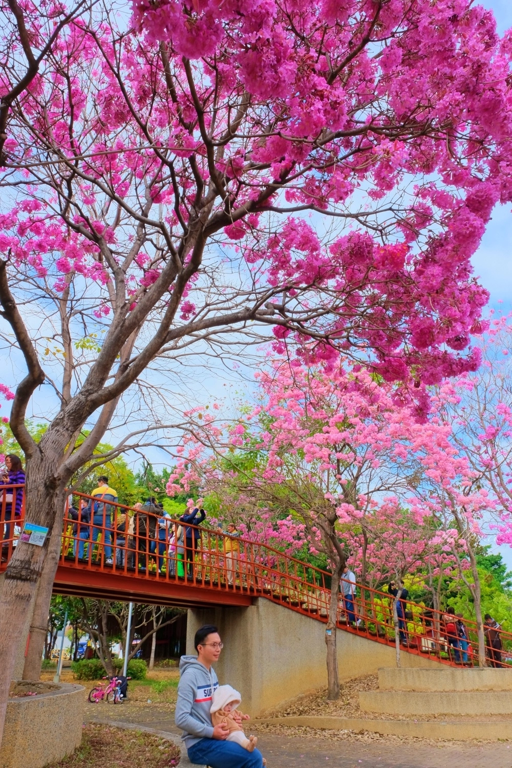 【台中北屯】三甲公園，紅花風鈴木浪漫盛開中，台中IG網美打卡爆紅景點，2021年最新花況 @飛天璇的口袋