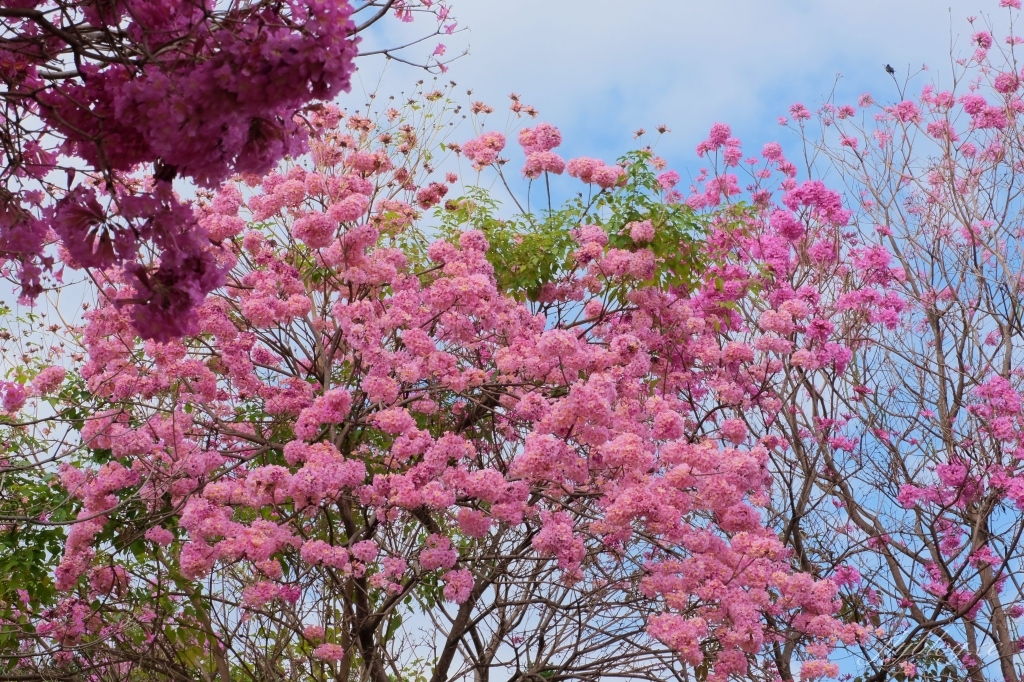 【台中北屯】三甲公園,紅花風鈴木浪漫盛開中,台中IG網美打卡爆紅景點,2021年最新花況 @飛天璇的口袋 【台中北屯】三甲公園,紅花風鈴木浪漫盛開中,台中IG網美打卡爆紅景點,2021年最新花況 @飛天璇的口袋