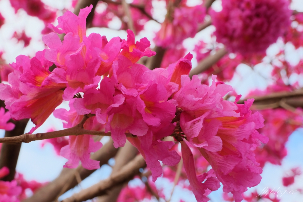 【台中北屯】三甲公園，紅花風鈴木浪漫盛開中，台中IG網美打卡爆紅景點，2021年最新花況 @飛天璇的口袋