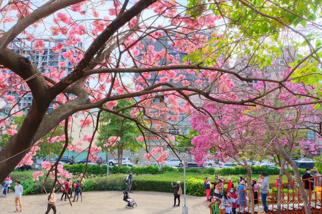 【台中北屯】三甲公園,紅花風鈴木浪漫盛開中,台中IG網美打卡爆紅景點,2021年最新花況 @飛天璇的口袋 【台中北屯】三甲公園,紅花風鈴木浪漫盛開中,台中IG網美打卡爆紅景點,2021年最新花況 @飛天璇的口袋