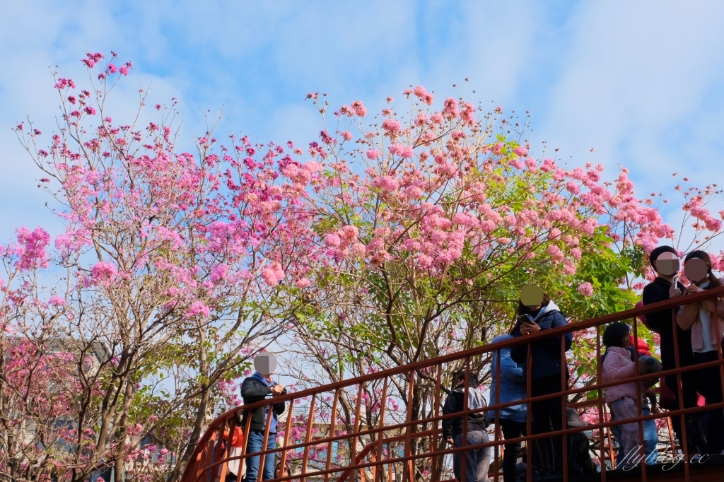 【台中北屯】三甲公園，紅花風鈴木浪漫盛開中，台中IG網美打卡爆紅景點，2021年最新花況 @飛天璇的口袋