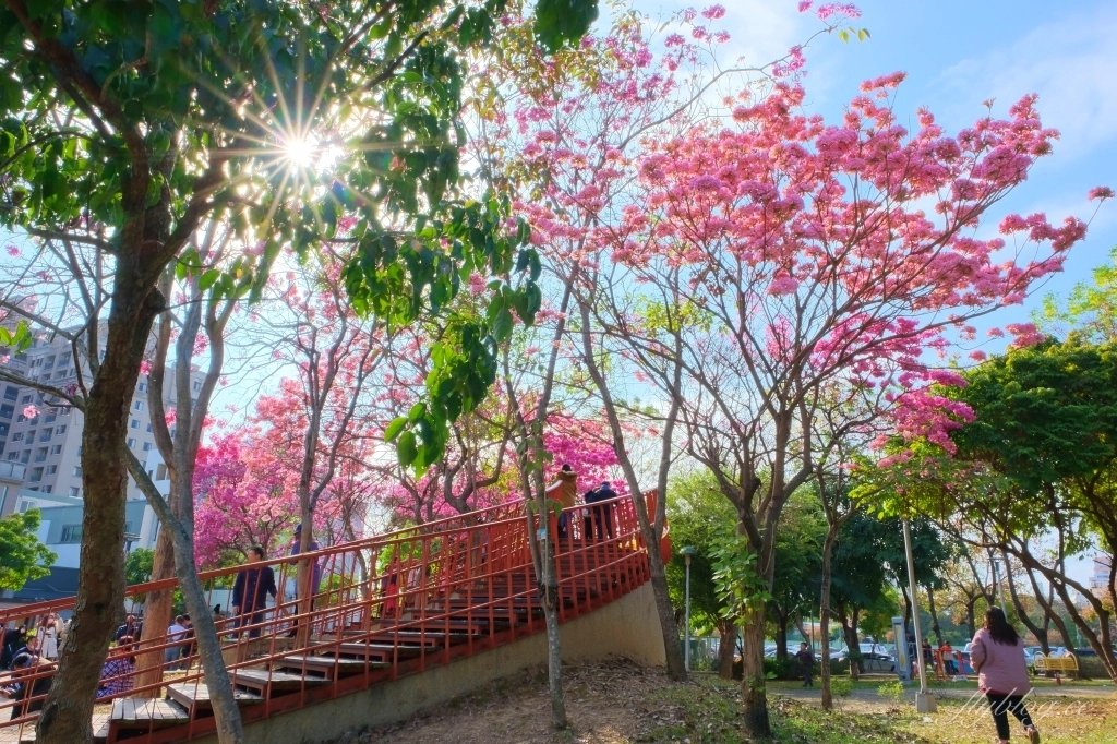 【台中北屯】三甲公園，紅花風鈴木浪漫盛開中，台中IG網美打卡爆紅景點，2021年最新花況 @飛天璇的口袋