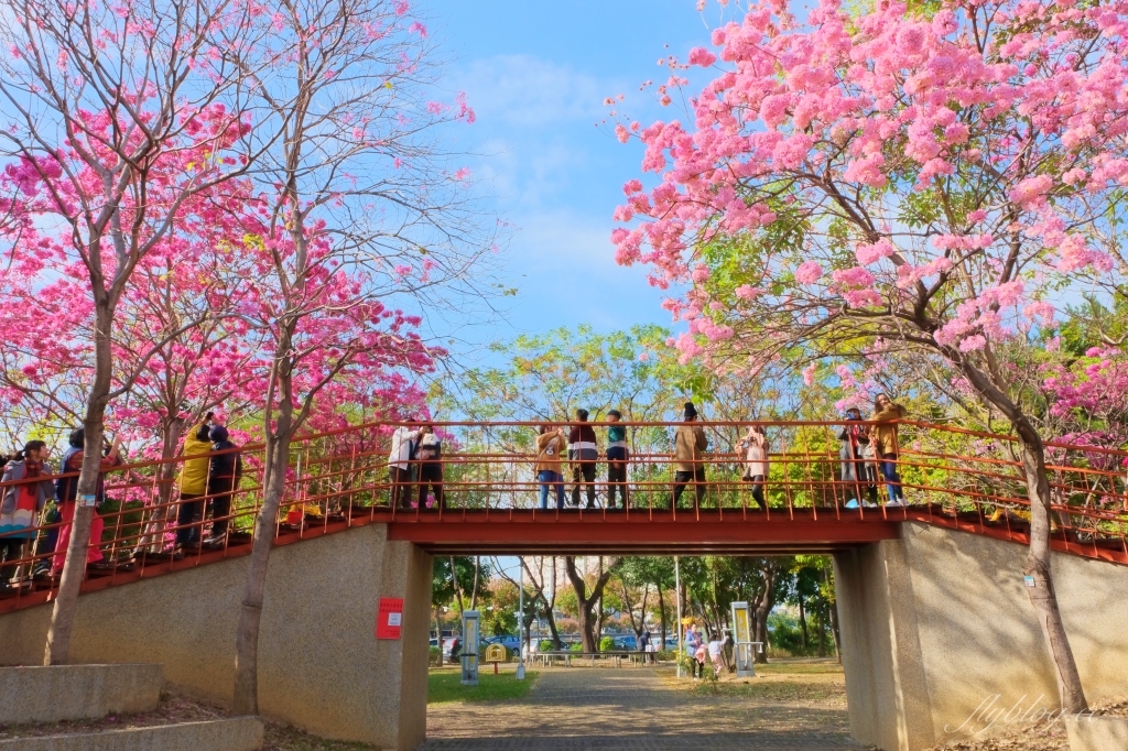 【台中北屯】三甲公園，紅花風鈴木浪漫盛開中，台中IG網美打卡爆紅景點，2021年最新花況 @飛天璇的口袋