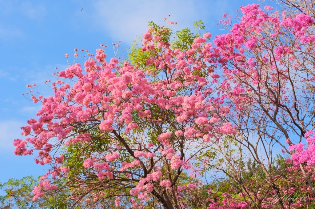 【台中北屯】三甲公園，紅花風鈴木浪漫盛開中，台中IG網美打卡爆紅景點，2021年最新花況 @飛天璇的口袋