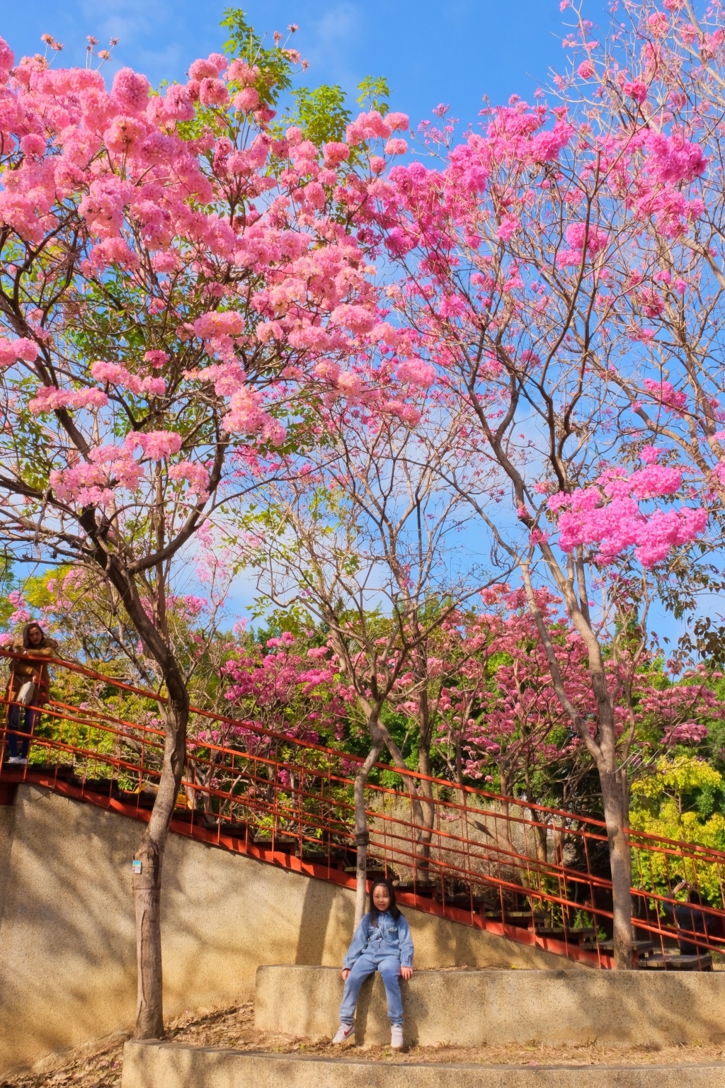 【台中北屯】三甲公園，紅花風鈴木浪漫盛開中，台中IG網美打卡爆紅景點，2021年最新花況 @飛天璇的口袋