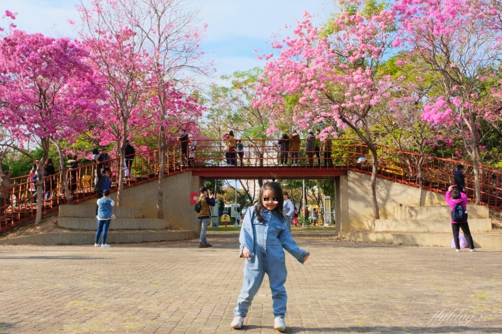 【台中北屯】三甲公園,紅花風鈴木浪漫盛開中,台中IG網美打卡爆紅景點,2021年最新花況 @飛天璇的口袋 【台中北屯】三甲公園,紅花風鈴木浪漫盛開中,台中IG網美打卡爆紅景點,2021年最新花況 @飛天璇的口袋