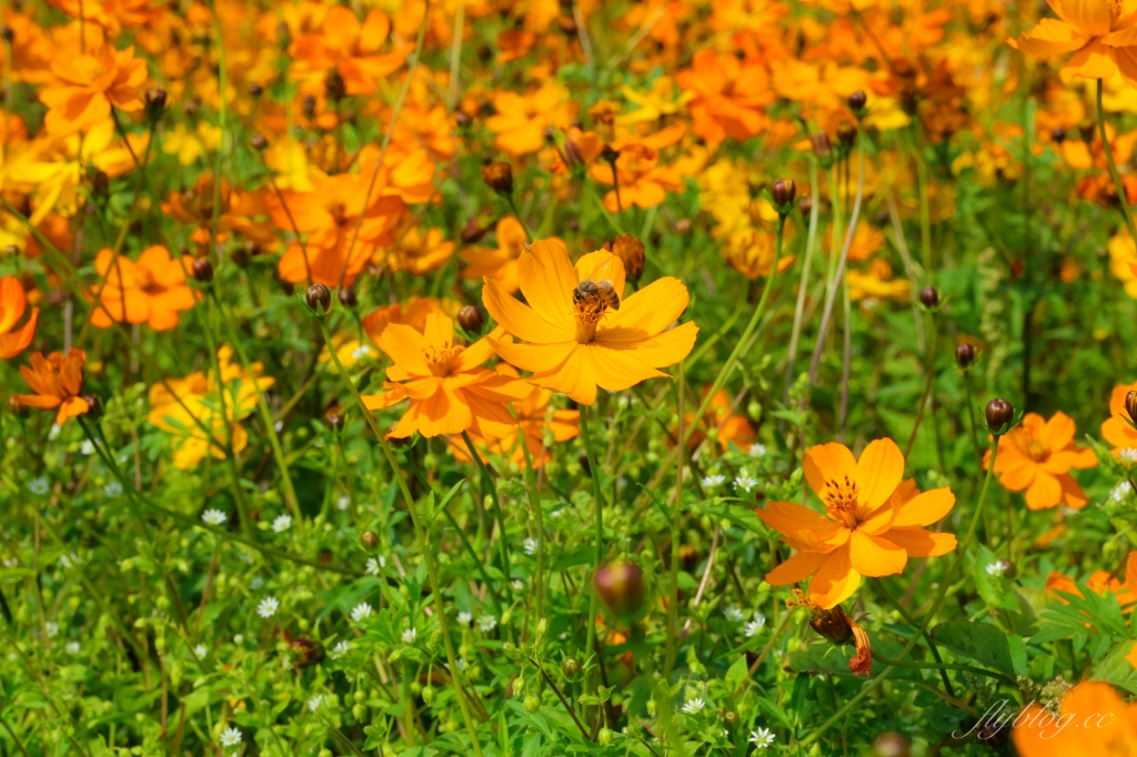 【台中外埔】 忘憂谷:外埔油菜花海現在正美,彎延田間小路成IG打卡熱門景點 @飛天璇的口袋 【台中外埔】 忘憂谷:外埔油菜花海現在正美,彎延田間小路成IG打卡熱門景點 @飛天璇的口袋