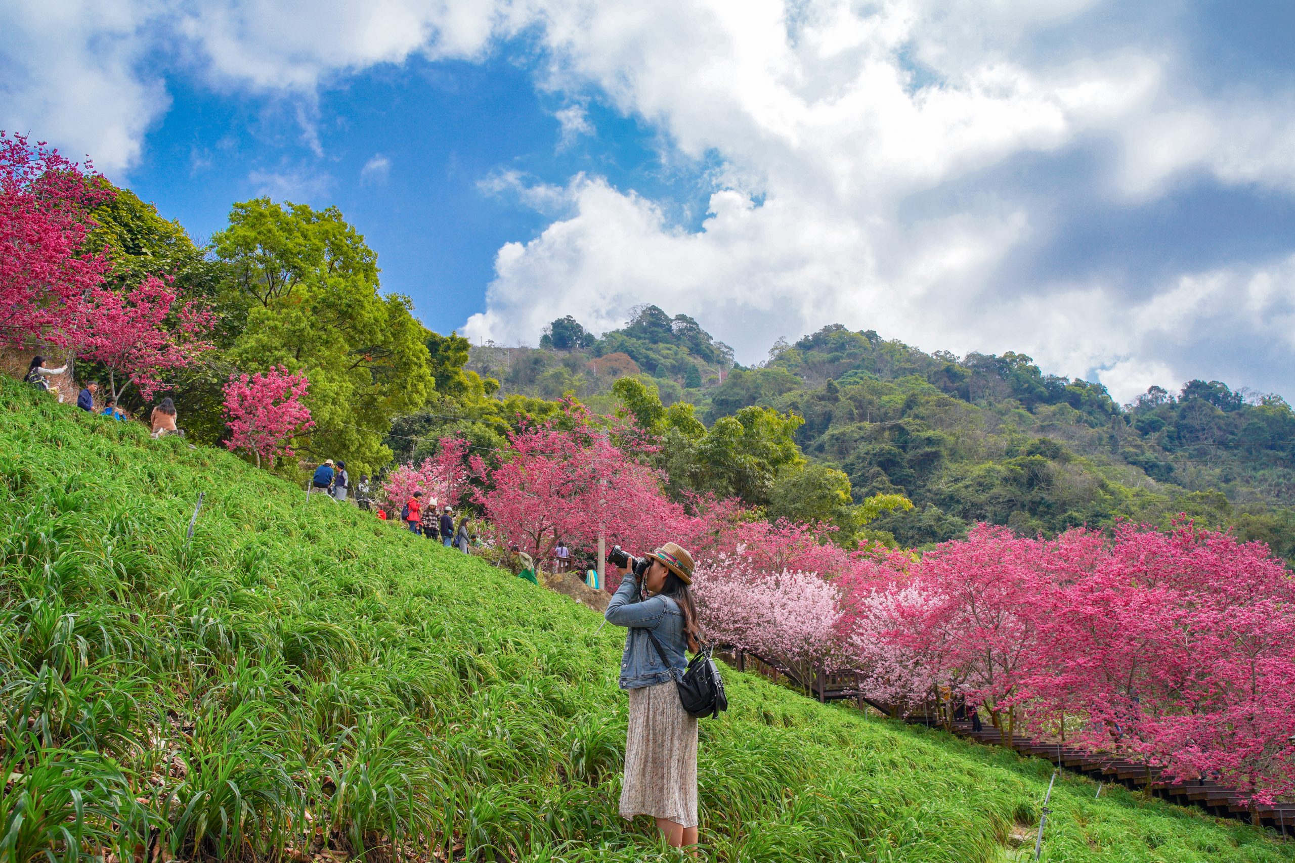 台中新社｜最浪漫沐心泉櫻花季．河津櫻、八重櫻開滿整個山頭，超浪漫櫻花隧道美一波 @飛天璇的口袋