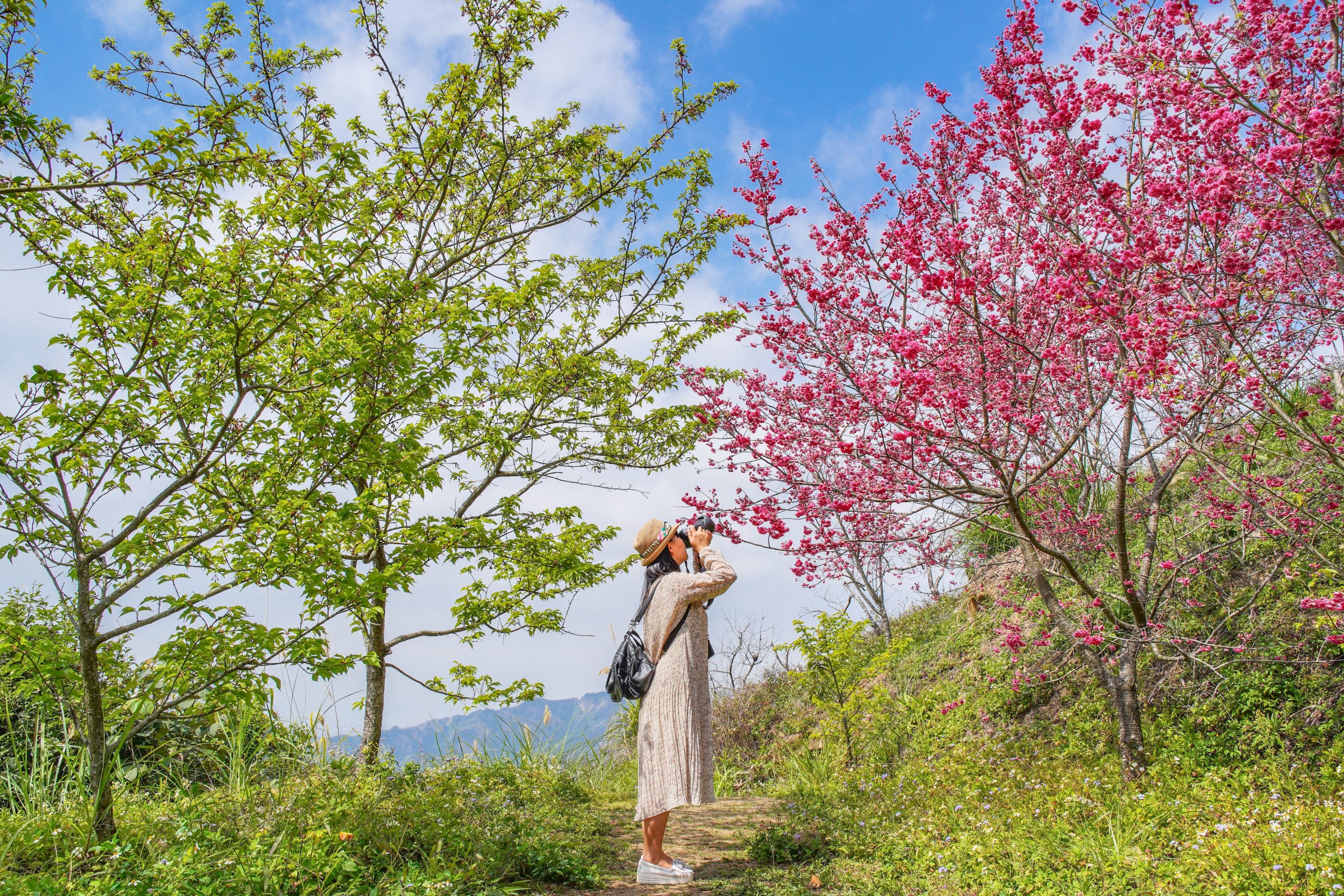 台中新社｜最浪漫沐心泉櫻花季．河津櫻、八重櫻開滿整個山頭，超浪漫櫻花隧道美一波 @飛天璇的口袋
