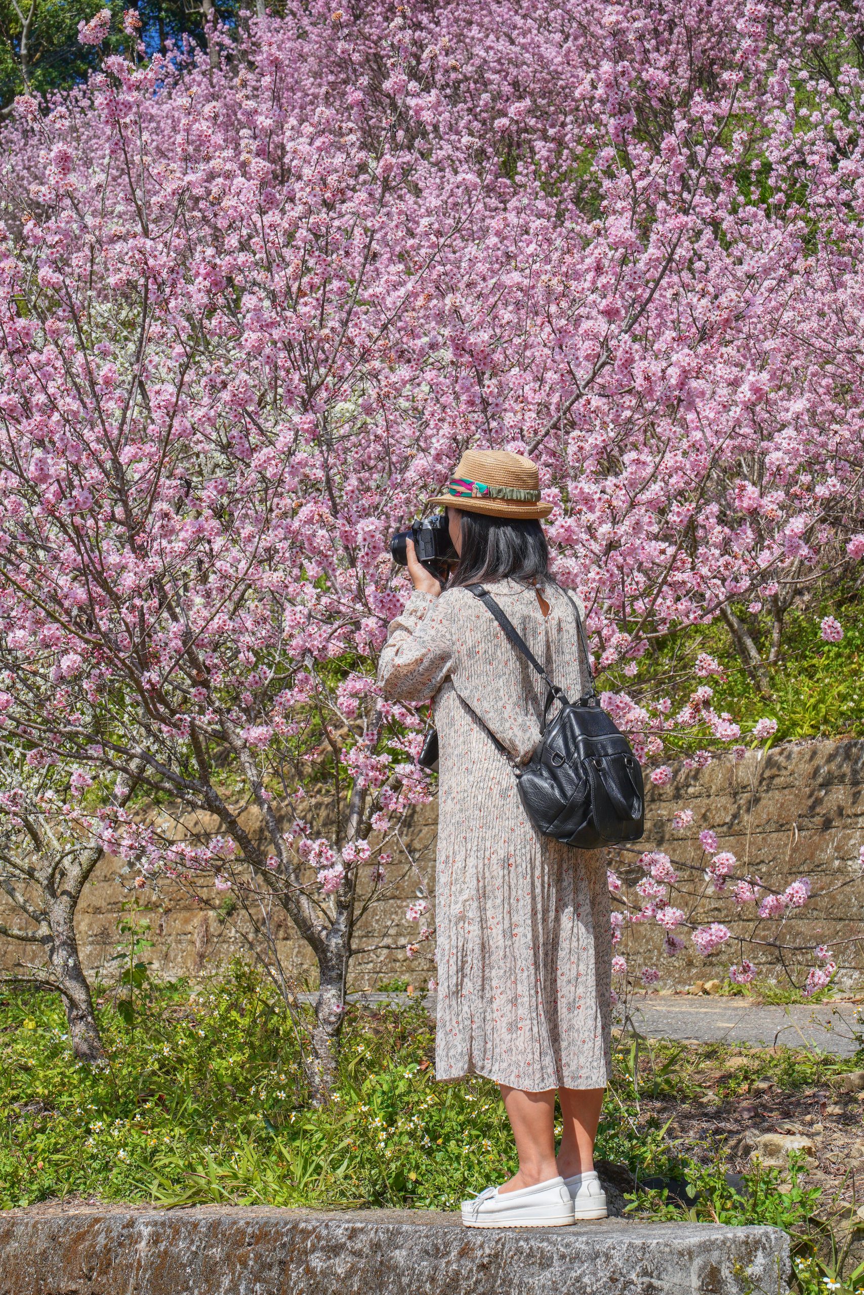 台中新社｜最浪漫沐心泉櫻花季．河津櫻、八重櫻開滿整個山頭，超浪漫櫻花隧道美一波 @飛天璇的口袋