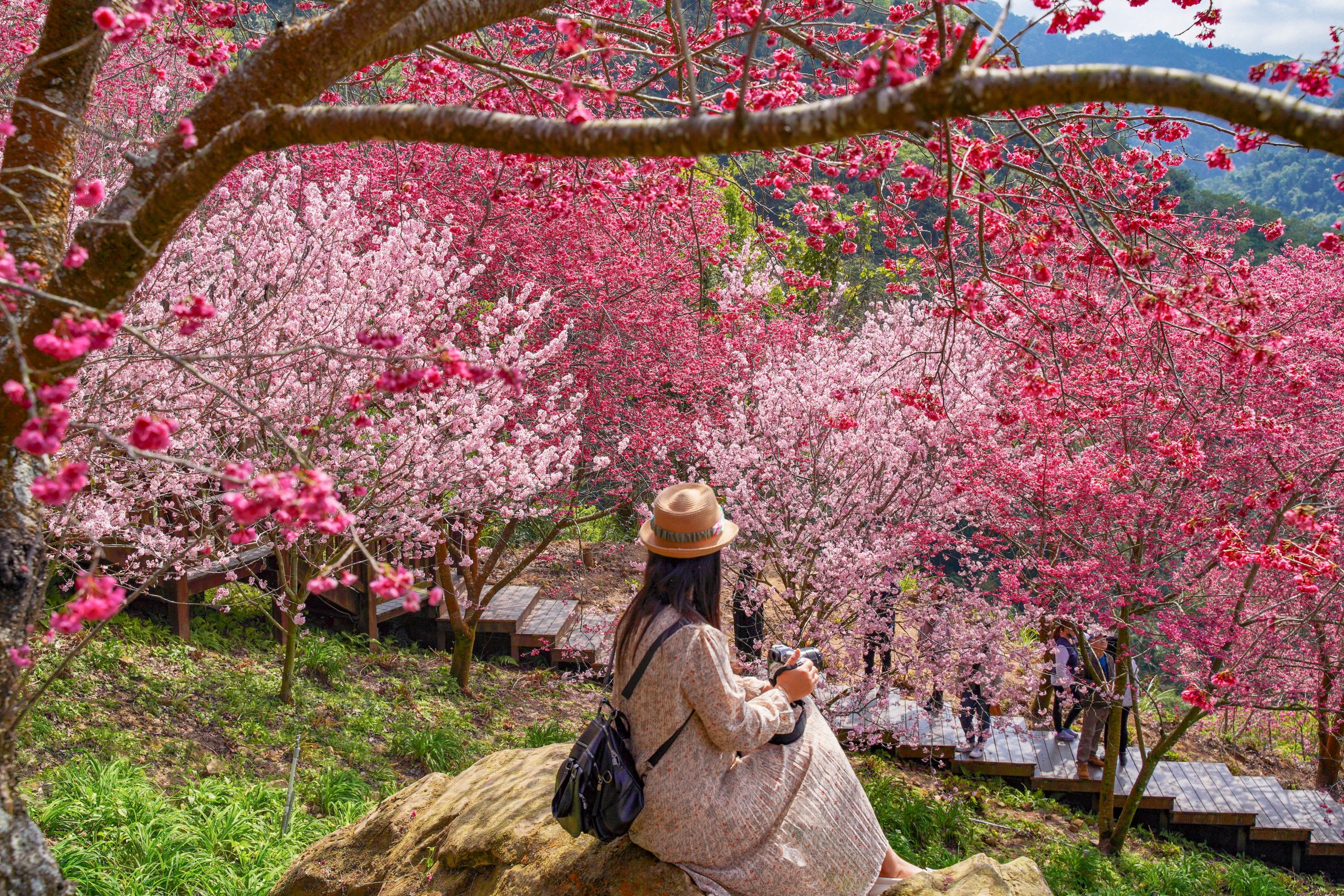 台中新社｜最浪漫沐心泉櫻花季．河津櫻、八重櫻開滿整個山頭，超浪漫櫻花隧道美一波 @飛天璇的口袋