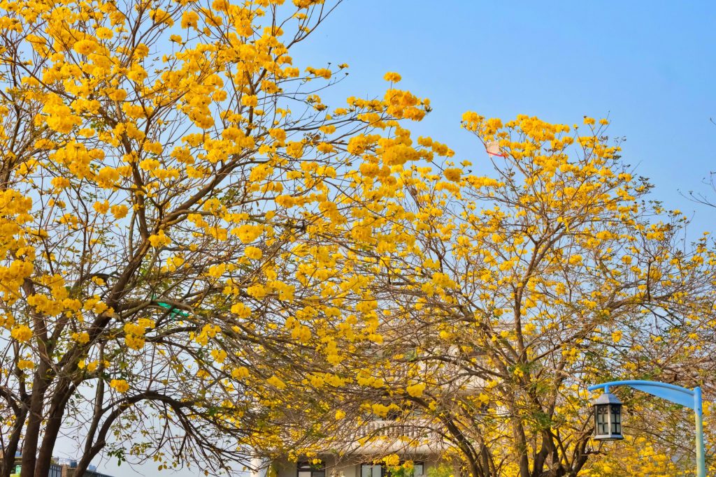 台中北屯|廍子公園,黃花風鈴木季正美,金色璀燦從粉紅情人橋到公園一整片浪漫 @飛天璇的口袋 台中北屯|廍子公園,黃花風鈴木季正美,金色璀燦從粉紅情人橋到公園一整片浪漫 @飛天璇的口袋