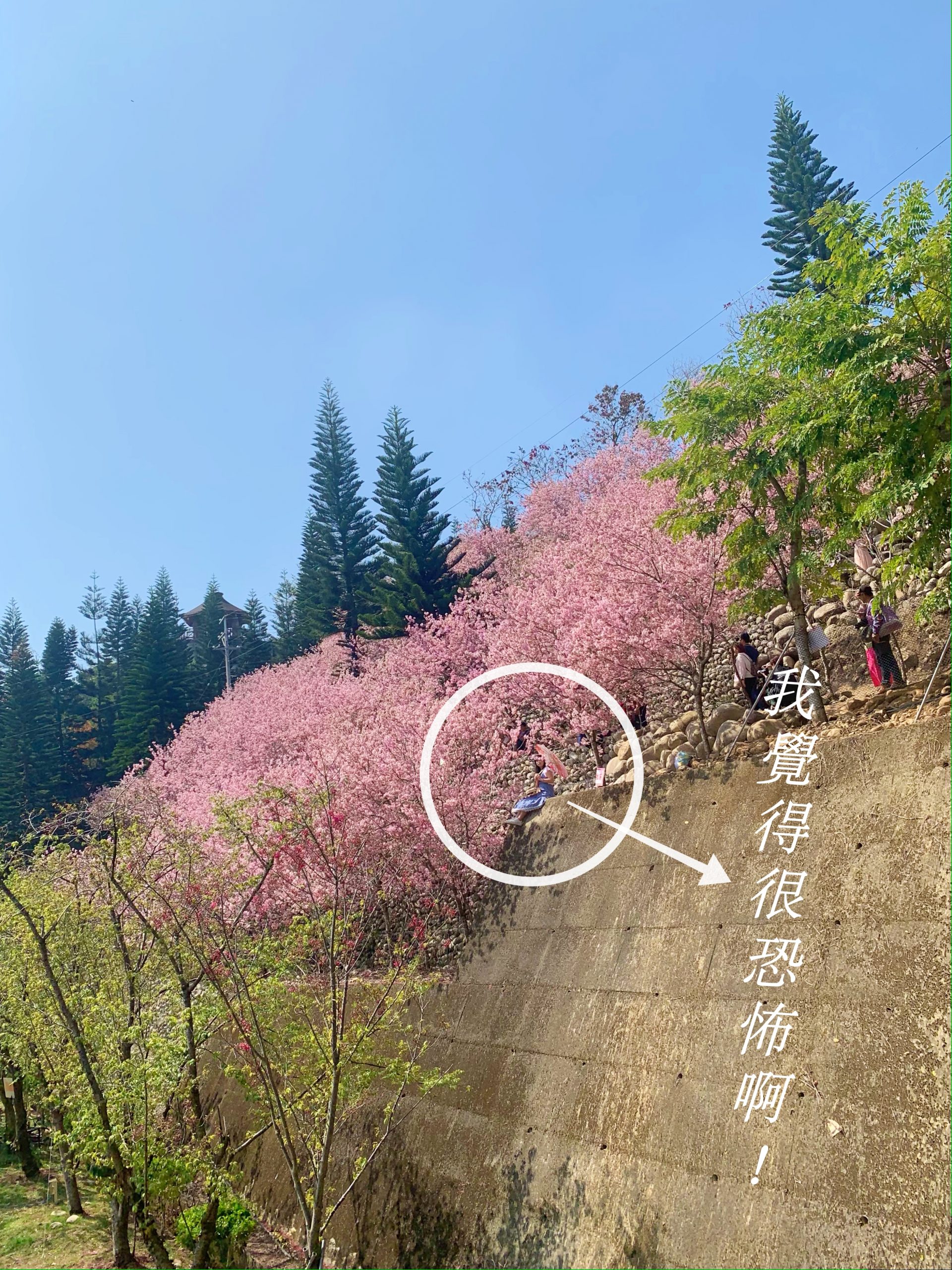 台中新社｜櫻花鳥森林．整片粉嫩香水櫻盛開中，可以租日式和服體驗 @飛天璇的口袋