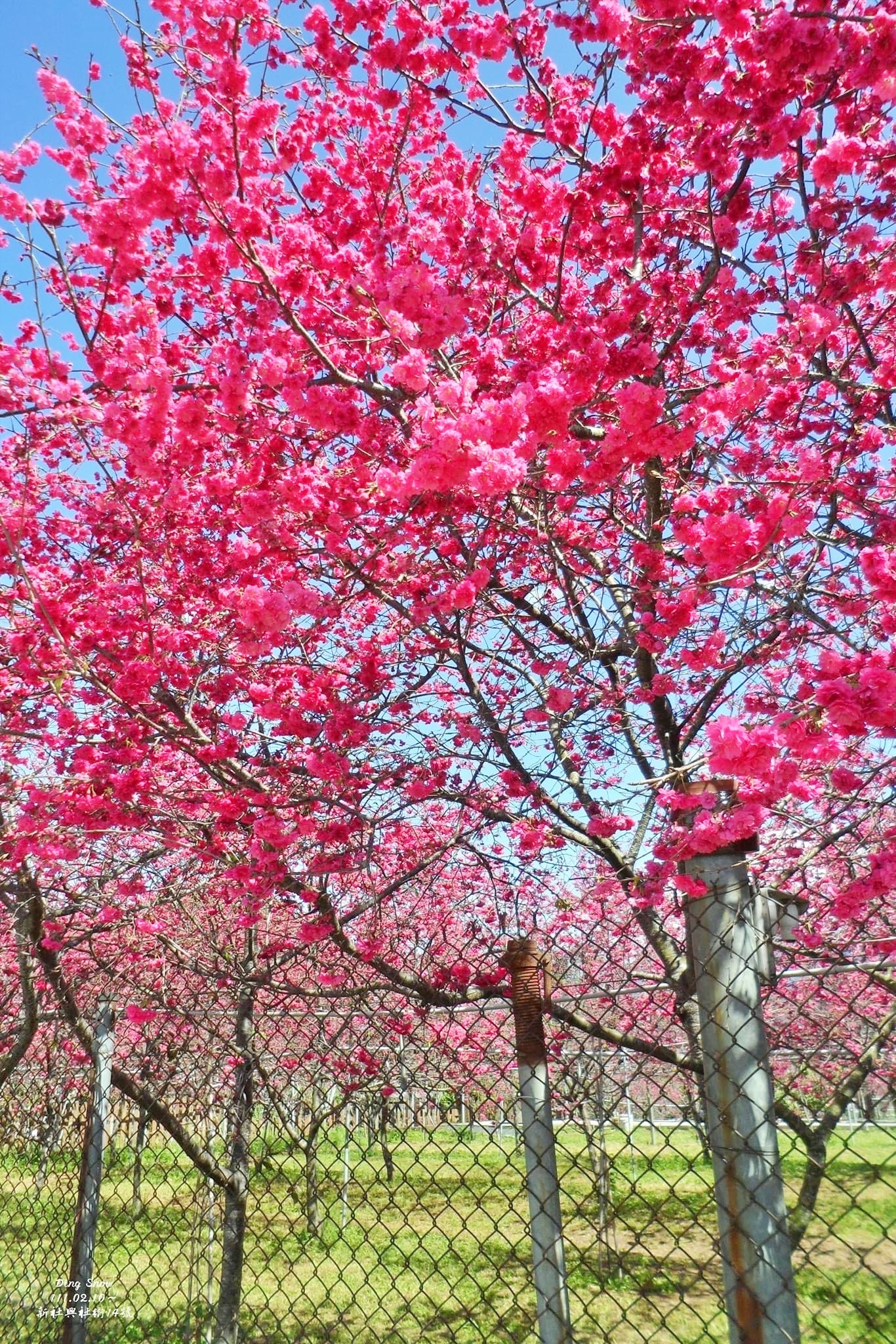 新社櫻花季|新社興社街賞櫻秘境,最美八重櫻盛開中,今年開始要收費哦 @飛天璇的口袋 新社櫻花季|新社興社街賞櫻秘境,最美八重櫻盛開中,今年開始要收費哦 @飛天璇的口袋
