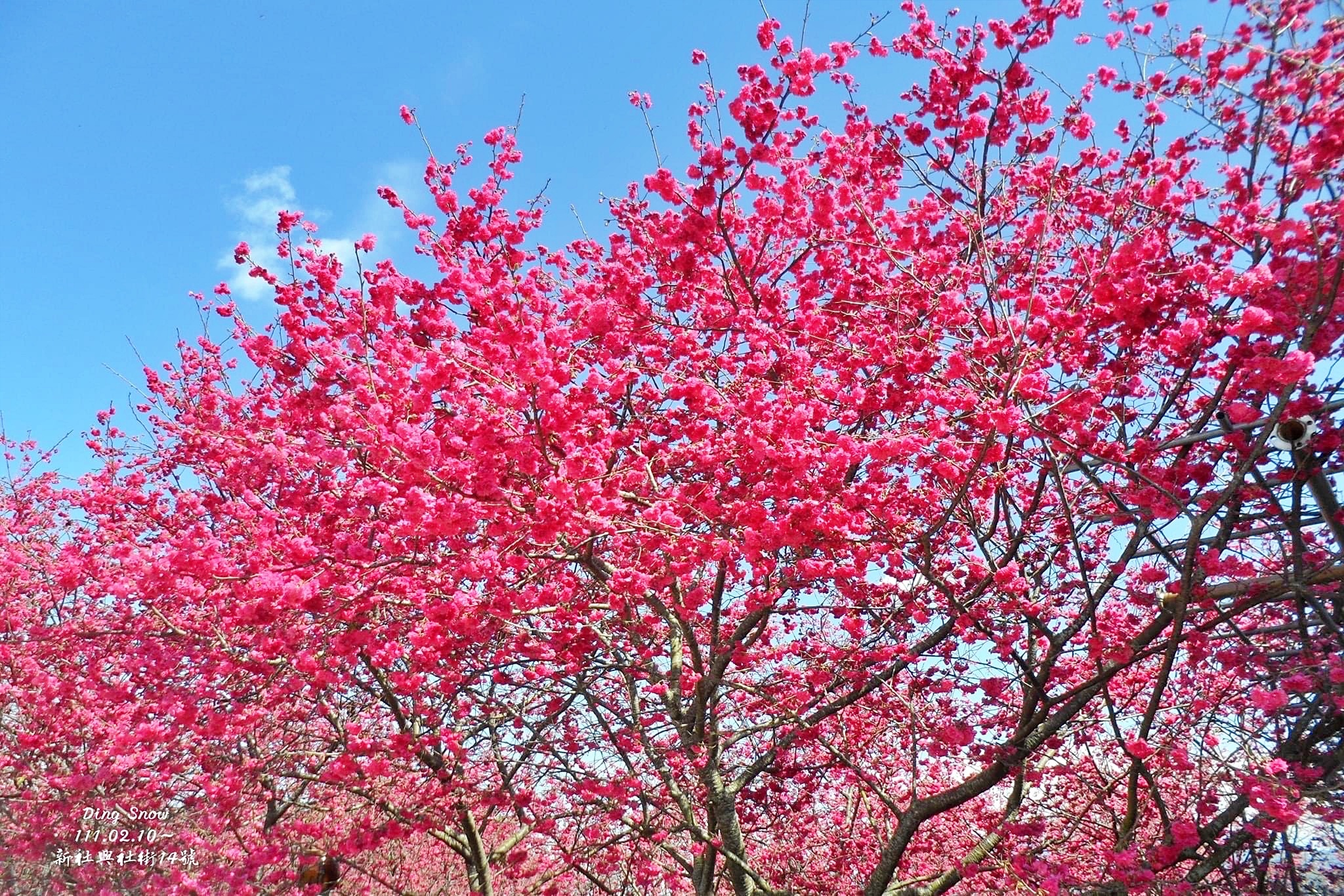 新社櫻花季|新社興社街賞櫻秘境,最美八重櫻盛開中,今年開始要收費哦 @飛天璇的口袋 新社櫻花季|新社興社街賞櫻秘境,最美八重櫻盛開中,今年開始要收費哦 @飛天璇的口袋