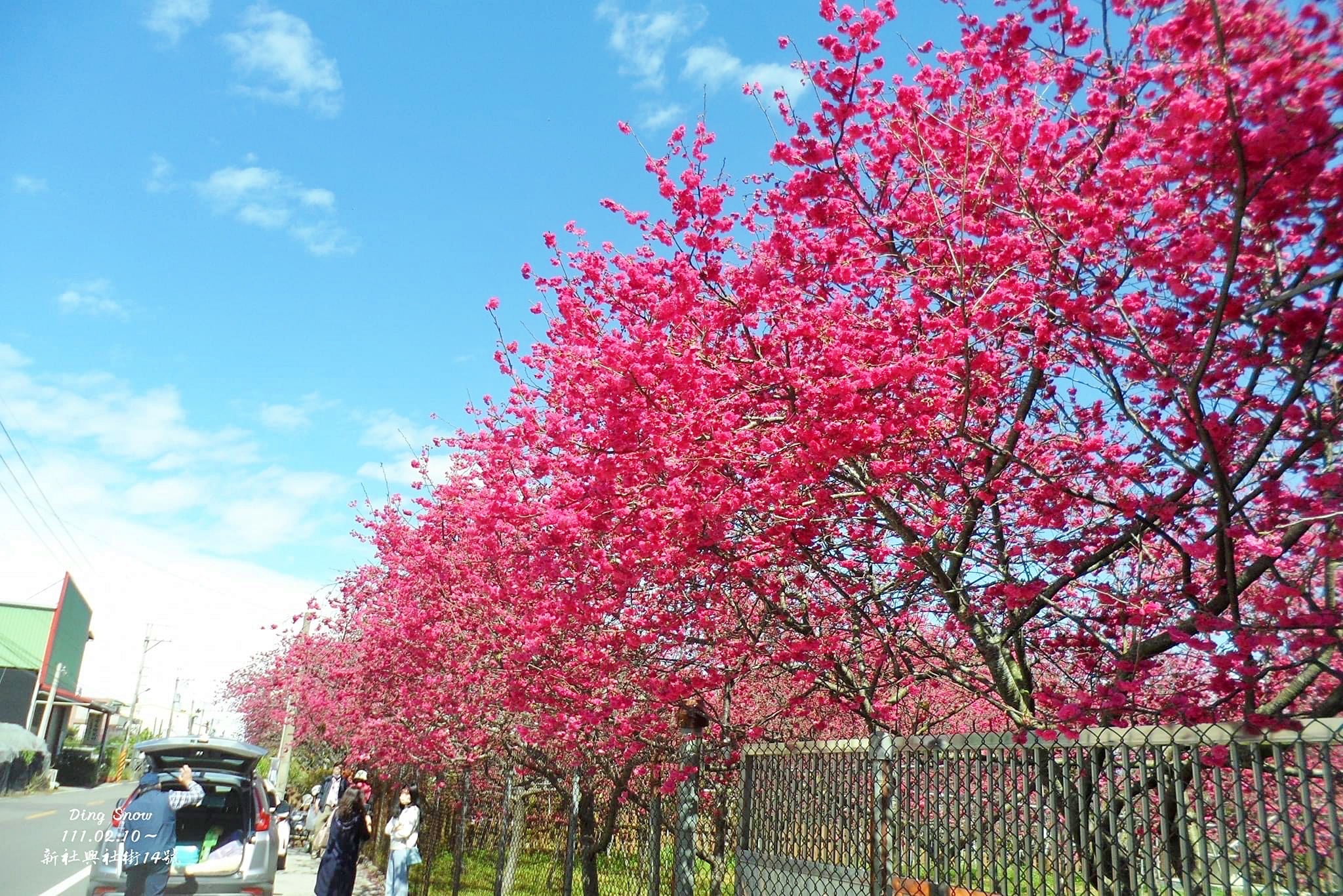 新社櫻花季|新社興社街賞櫻秘境,最美八重櫻盛開中,今年開始要收費哦 @飛天璇的口袋 新社櫻花季|新社興社街賞櫻秘境,最美八重櫻盛開中,今年開始要收費哦 @飛天璇的口袋