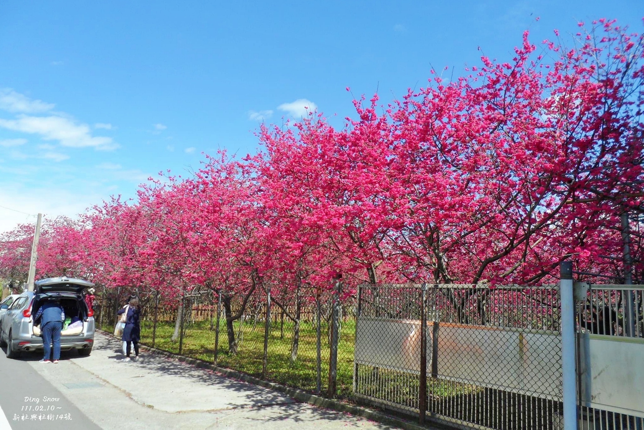 新社櫻花季｜新社興社街賞櫻秘境，最美八重櫻盛開中，今年開始要收費哦 @飛天璇的口袋