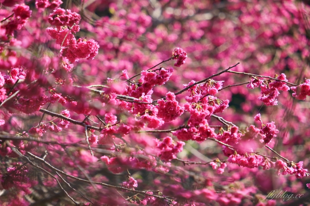 南投鹿谷｜台大茶園 鹿谷鳳凰自然教育園區．南投台大茶園櫻花季，散步浪漫河津櫻木棧步道 @飛天璇的口袋