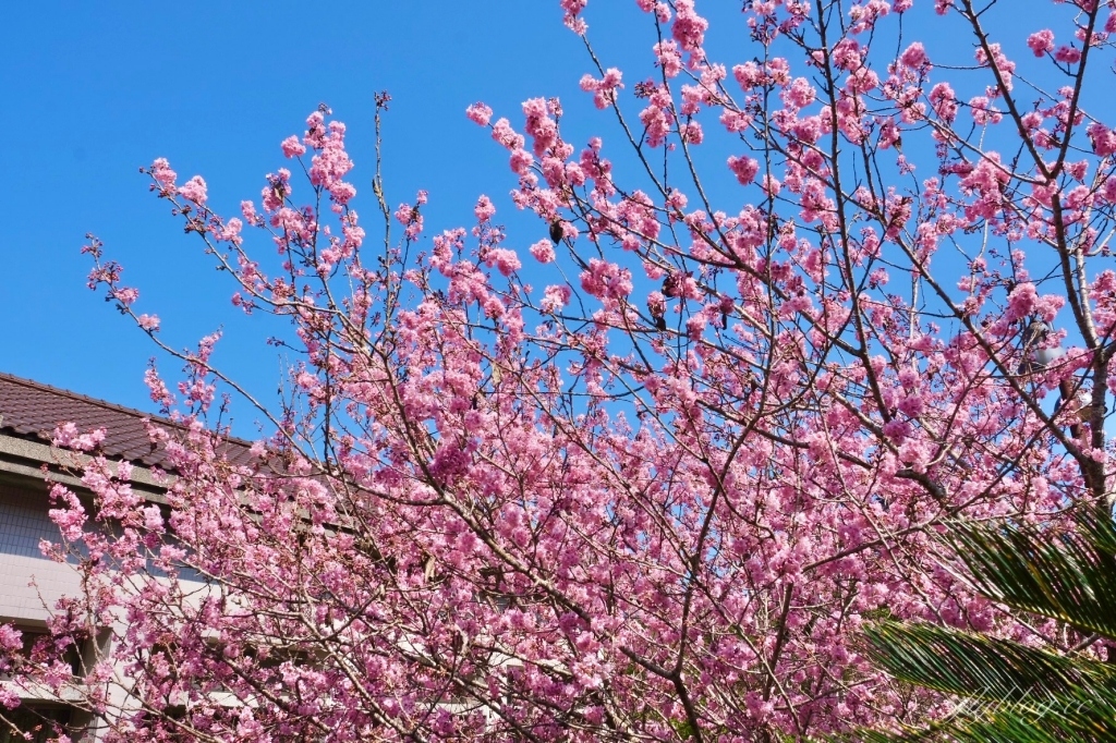 南投鹿谷｜台大茶園 鹿谷鳳凰自然教育園區．南投台大茶園櫻花季，散步浪漫河津櫻木棧步道 @飛天璇的口袋