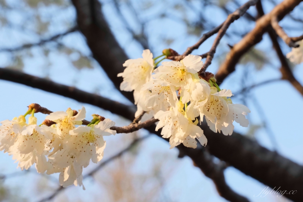 台中后里｜中科崴立櫻花公園．嬌艷桃紅八重櫻盛開超美，台中免費千坪賞櫻景點 @飛天璇的口袋