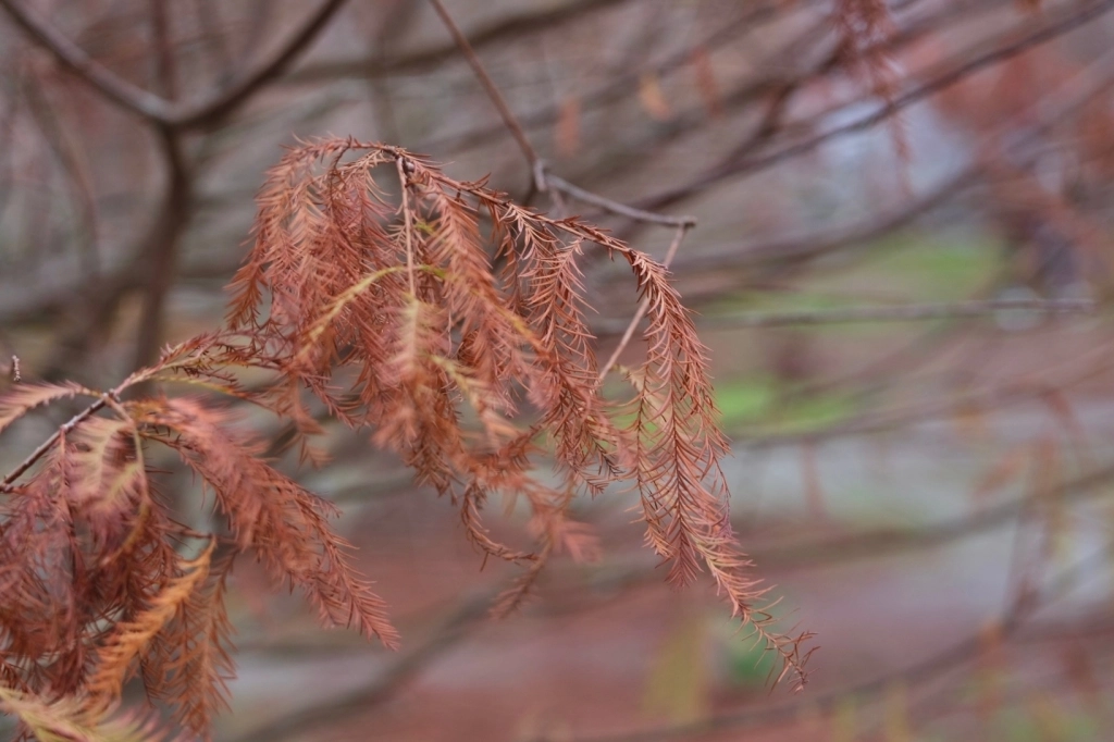台中外埔｜土城落羽松秘境｜火炎山下200棵落羽松樹林，后里麗寶樂園附近的秘境 @飛天璇的口袋