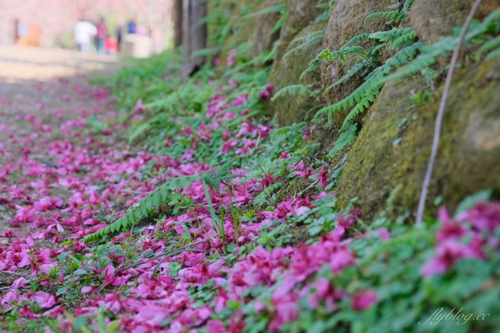南投鹿谷｜台大茶園 鹿谷鳳凰自然教育園區．南投台大茶園櫻花季，散步浪漫河津櫻木棧步道 @飛天璇的口袋