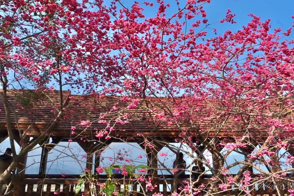南投鹿谷｜台大茶園 鹿谷鳳凰自然教育園區．南投台大茶園櫻花季，散步浪漫河津櫻木棧步道 @飛天璇的口袋