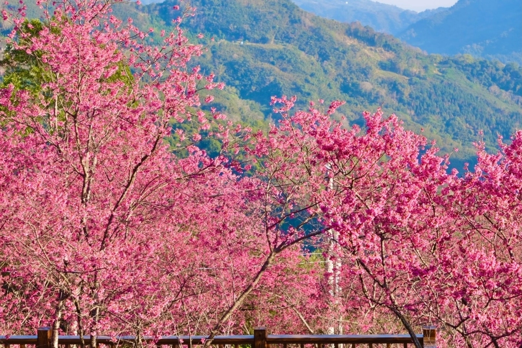 新竹五峰|悅峰山莊,坐擁整片盛開山櫻花美景,新竹五峰豪華包棟民宿 @飛天璇的口袋 新竹五峰|悅峰山莊,坐擁整片盛開山櫻花美景,新竹五峰豪華包棟民宿 @飛天璇的口袋