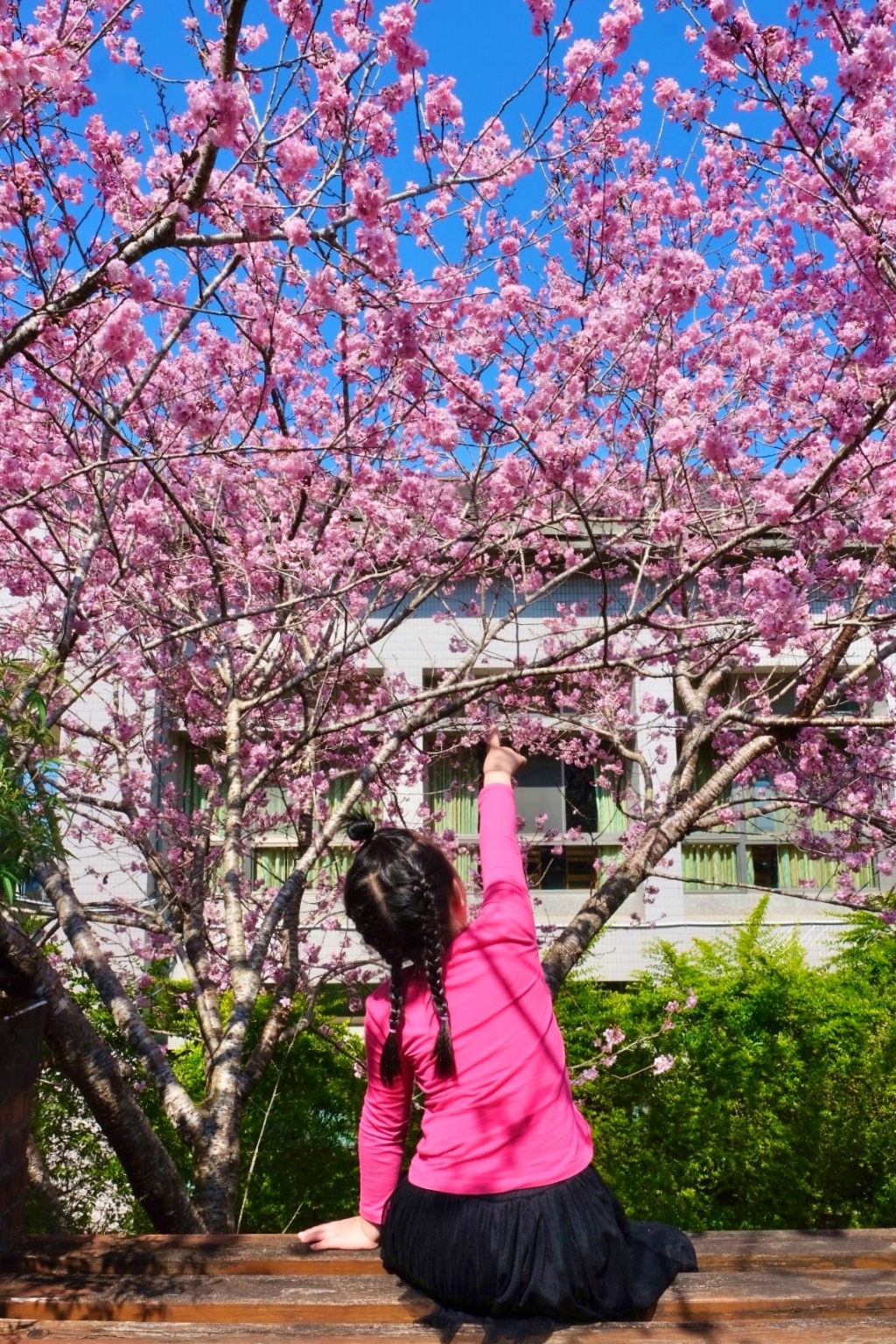南投鹿谷｜台大茶園 鹿谷鳳凰自然教育園區．南投台大茶園櫻花季，散步浪漫河津櫻木棧步道 @飛天璇的口袋
