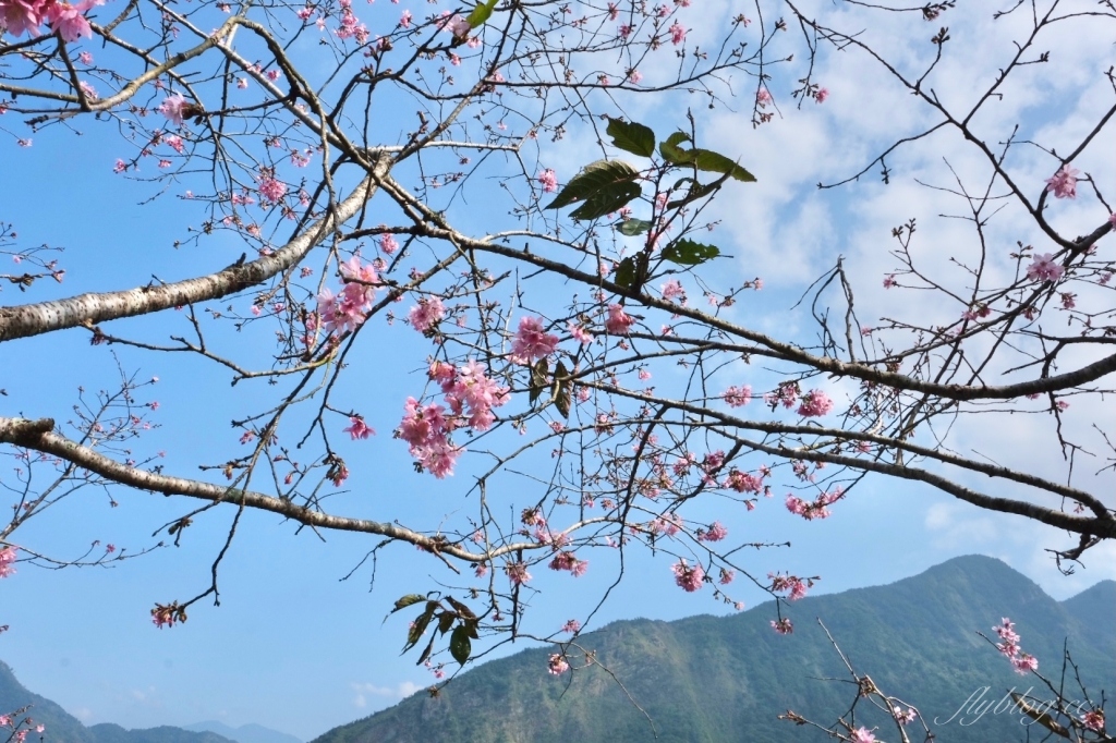 南投鹿谷｜台大茶園 鹿谷鳳凰自然教育園區．南投台大茶園櫻花季，散步浪漫河津櫻木棧步道 @飛天璇的口袋