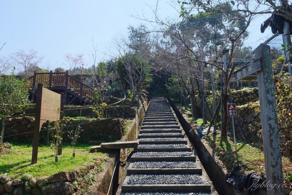 南投鹿谷｜台大茶園 鹿谷鳳凰自然教育園區．南投台大茶園櫻花季，散步浪漫河津櫻木棧步道 @飛天璇的口袋