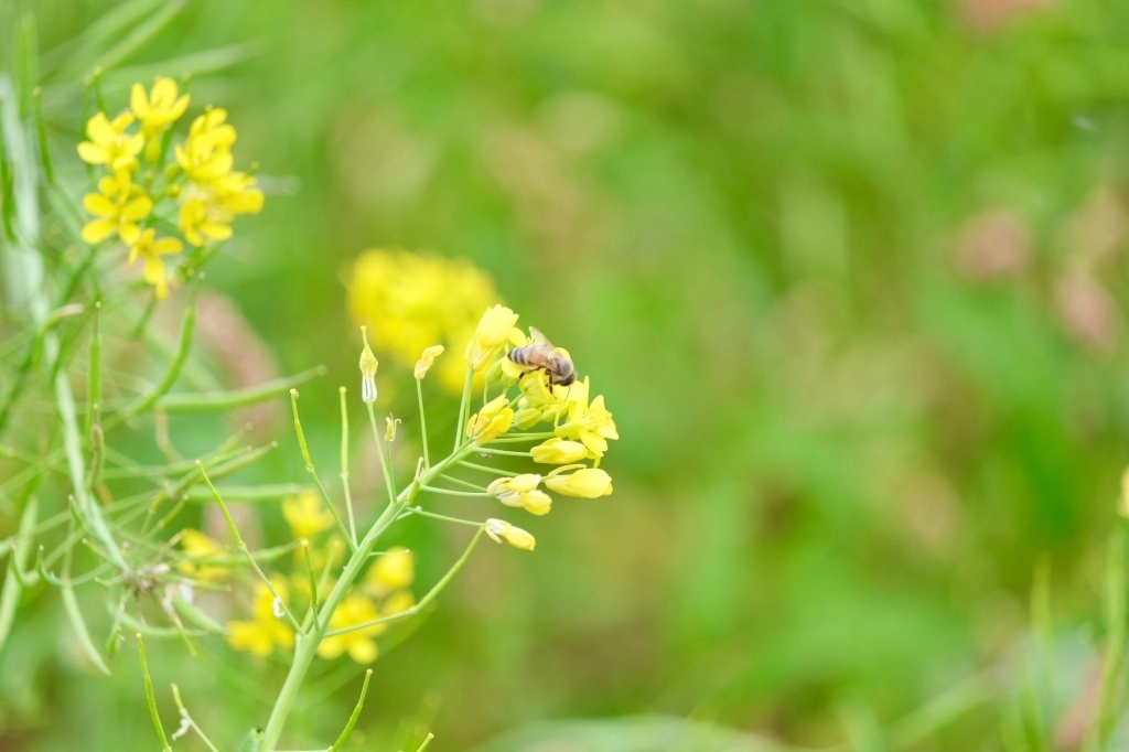 台中外埔｜土城落羽松秘境｜火炎山下200棵落羽松樹林，后里麗寶樂園附近的秘境 @飛天璇的口袋