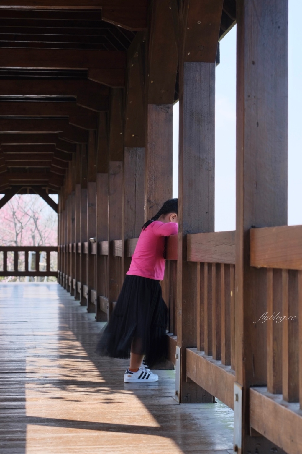 南投鹿谷｜台大茶園 鹿谷鳳凰自然教育園區．南投台大茶園櫻花季，散步浪漫河津櫻木棧步道 @飛天璇的口袋