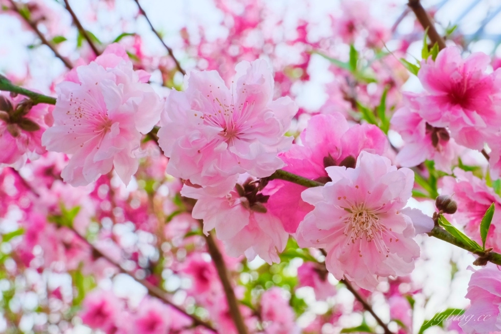 台中后里｜中科崴立櫻花公園．嬌艷桃紅八重櫻盛開超美，台中免費千坪賞櫻景點 @飛天璇的口袋