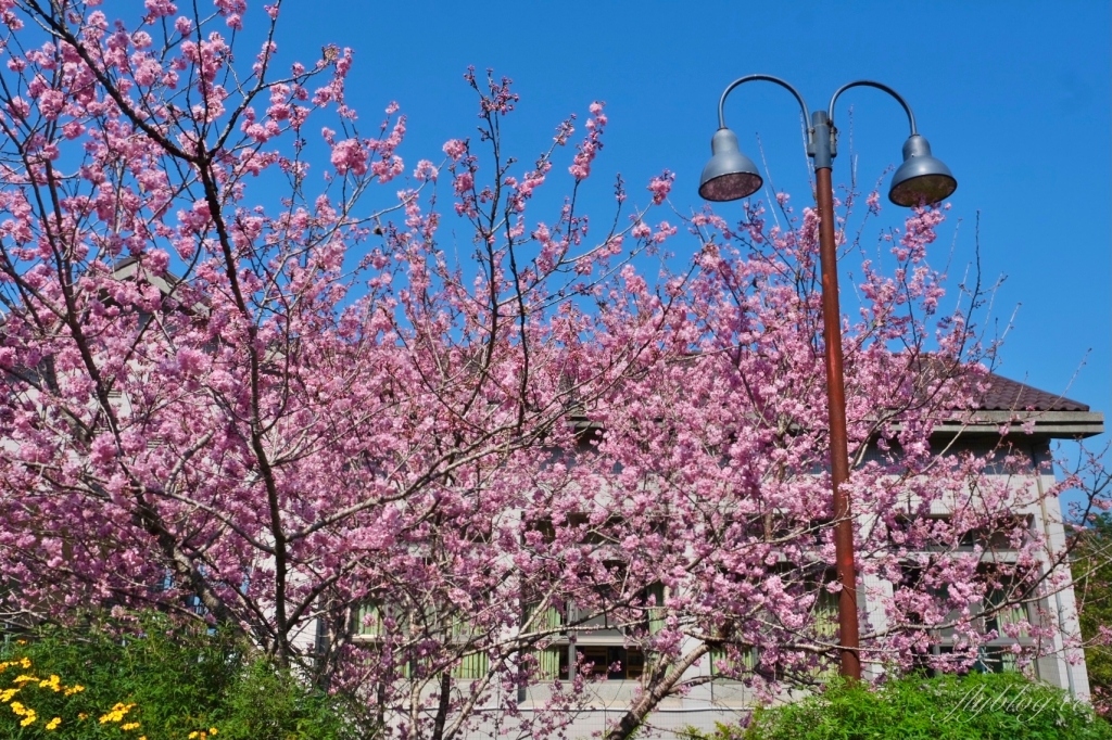 南投鹿谷｜台大茶園 鹿谷鳳凰自然教育園區．南投台大茶園櫻花季，散步浪漫河津櫻木棧步道 @飛天璇的口袋
