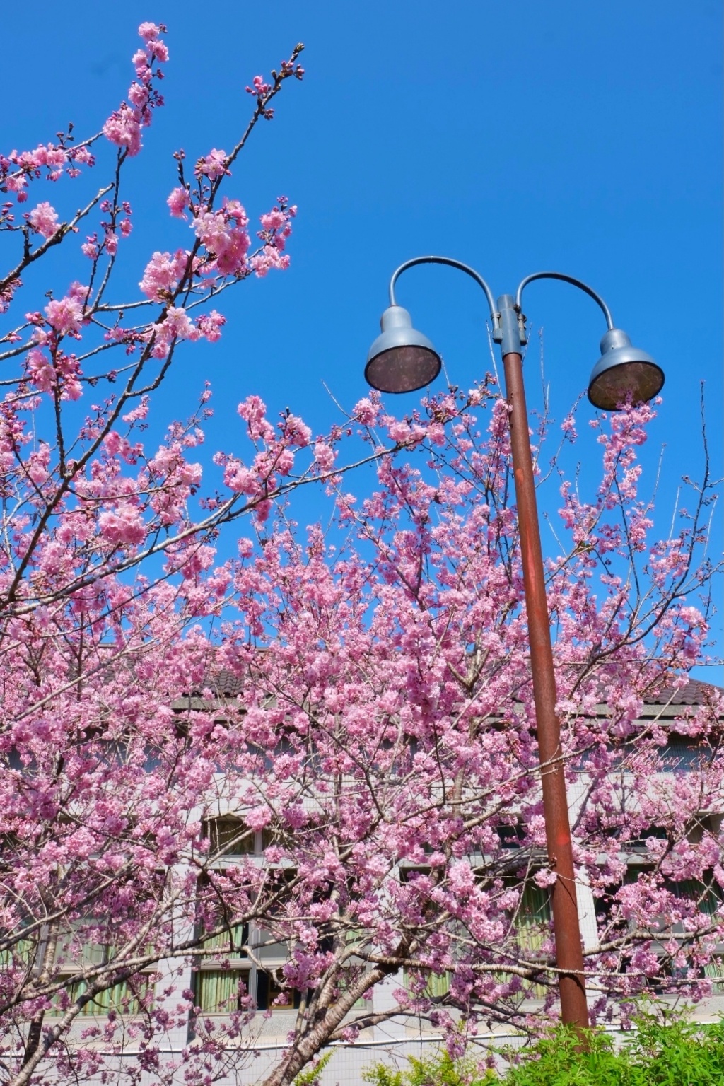 南投鹿谷｜台大茶園 鹿谷鳳凰自然教育園區．南投台大茶園櫻花季，散步浪漫河津櫻木棧步道 @飛天璇的口袋