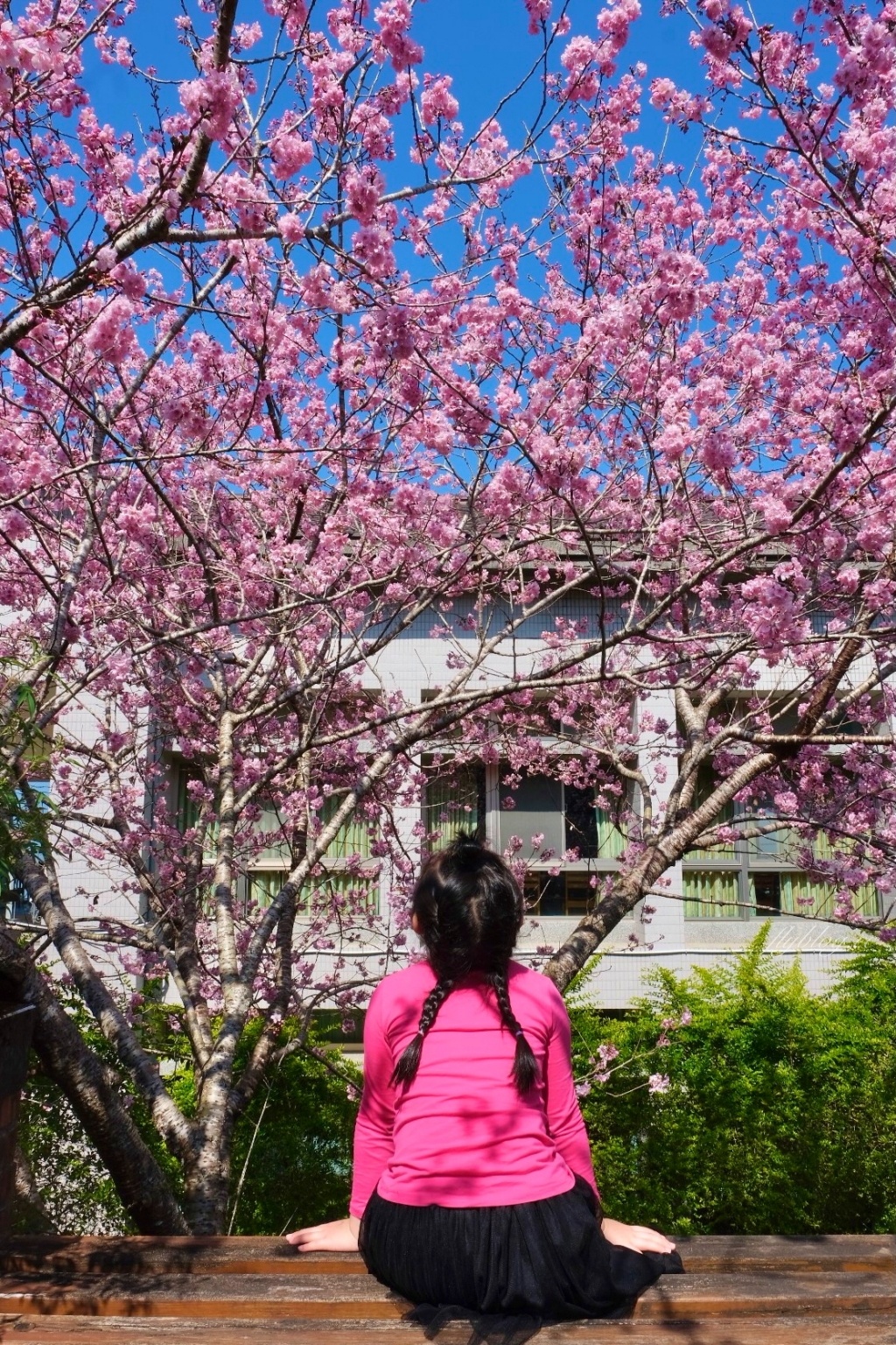 南投鹿谷｜台大茶園 鹿谷鳳凰自然教育園區．南投台大茶園櫻花季，散步浪漫河津櫻木棧步道 @飛天璇的口袋