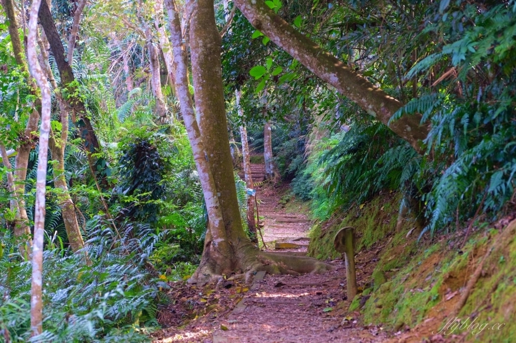 南投鹿谷｜台大茶園 鹿谷鳳凰自然教育園區．南投台大茶園櫻花季，散步浪漫河津櫻木棧步道 @飛天璇的口袋