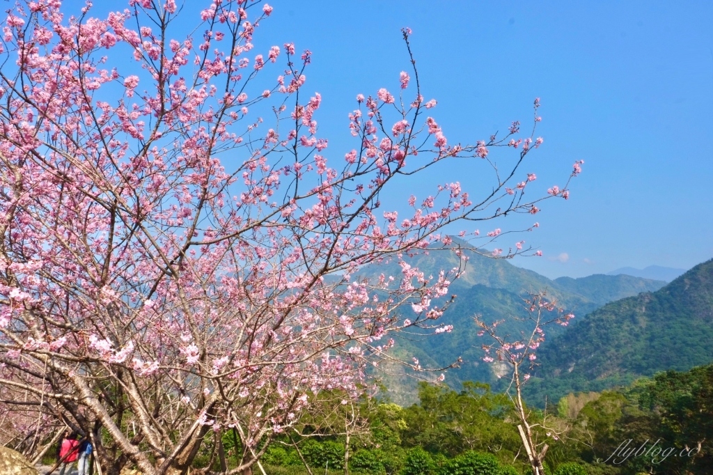 南投鹿谷｜台大茶園 鹿谷鳳凰自然教育園區．南投台大茶園櫻花季，散步浪漫河津櫻木棧步道 @飛天璇的口袋