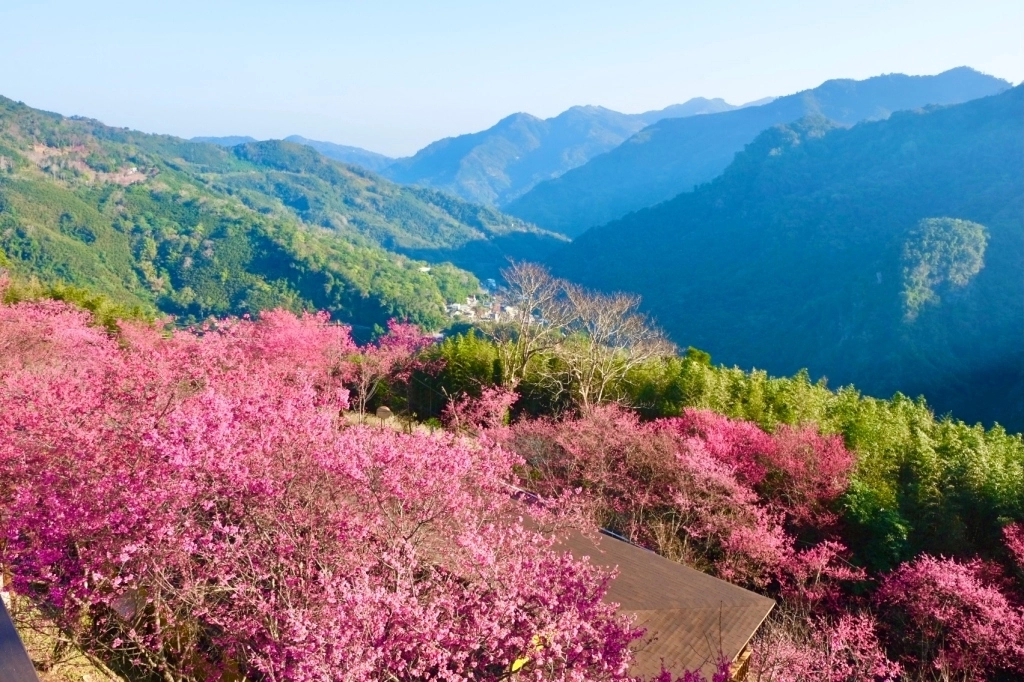 新竹五峰|悅峰山莊,坐擁整片盛開山櫻花美景,新竹五峰豪華包棟民宿 @飛天璇的口袋 新竹五峰|悅峰山莊,坐擁整片盛開山櫻花美景,新竹五峰豪華包棟民宿 @飛天璇的口袋